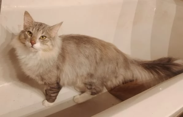 Tipo discendenza nonni norvegesi delle foreste  | Foto 4