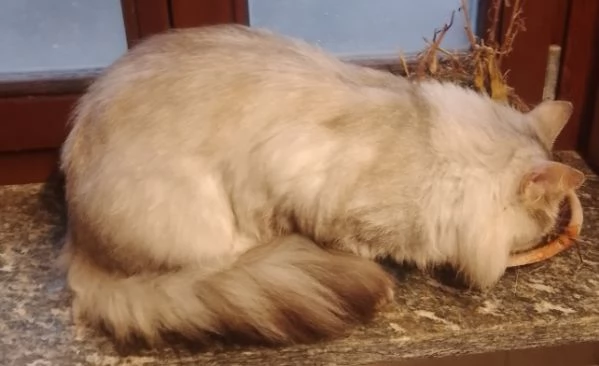 Tipo discendenza nonni norvegesi delle foreste  | Foto 1