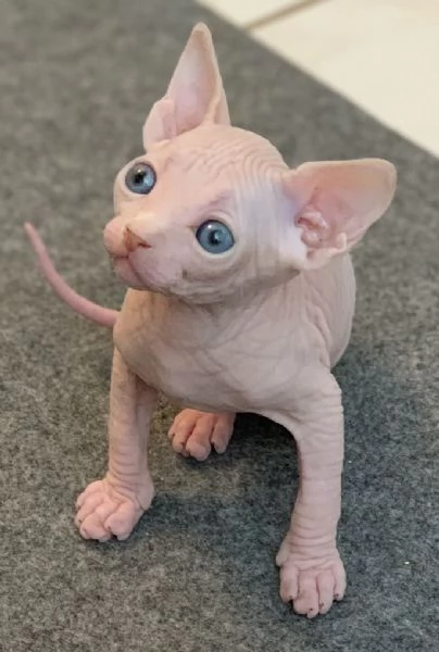 Bellissima cucciolata di gattini Sphynx felici e affettuosi.