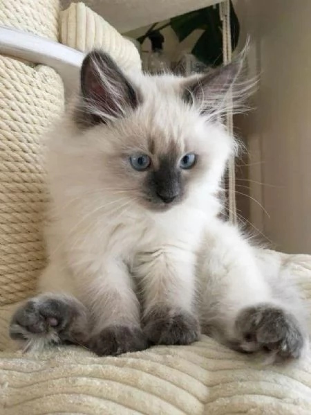 Cuccioli Ragdoll maschi e femmine intelligenti