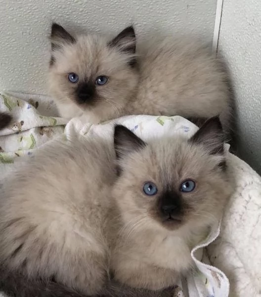 Cuccioli Ragdoll maschi e femmine intelligenti | Foto 0