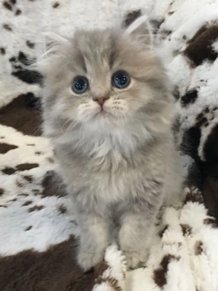 Due bellissimi gattini persiani in regalo.