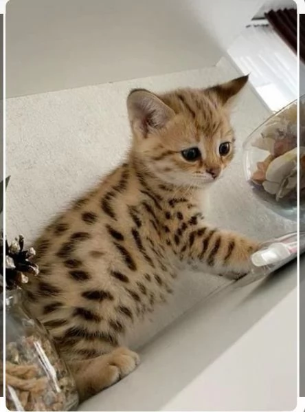 Gatitos del Bengala disponibili per regalo//