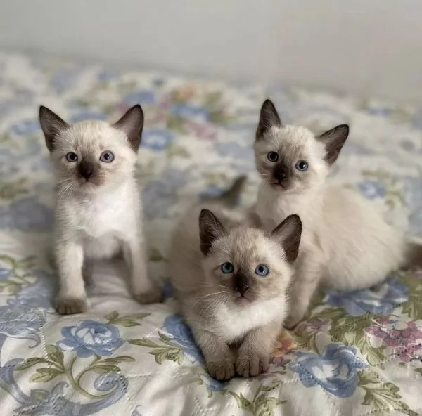 Due gattini persiani in regalo,/