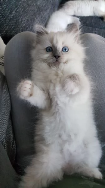 Cuccioli Ragdoll maschi e femmine intelligenti/. | Foto 0