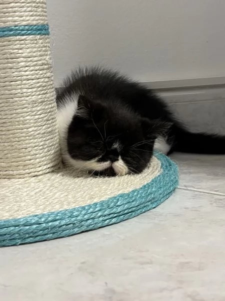 Exotic shorthair  | Foto 0