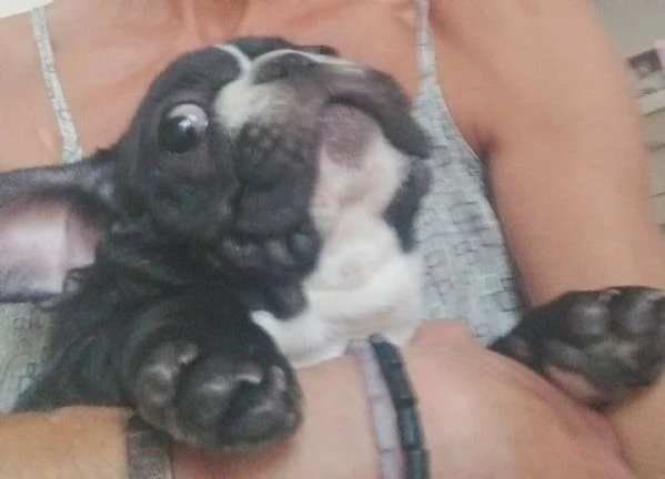 Cucciolo di bulldog francese  | Foto 3