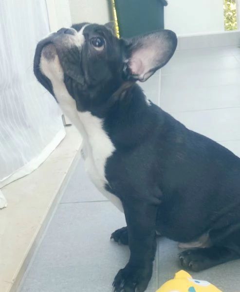 Cucciolo di bulldog francese 