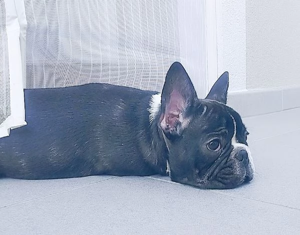 Cucciolo di bulldog francese  | Foto 2