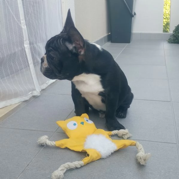Cucciolo di bulldog francese  | Foto 1