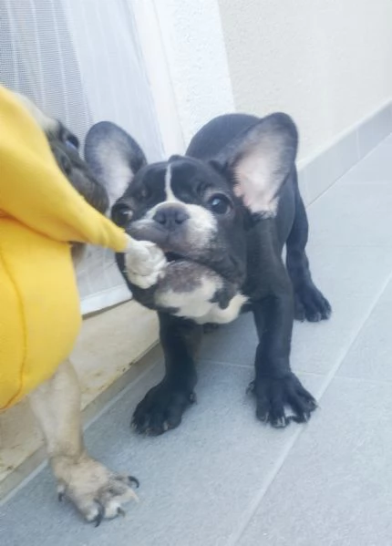 Cucciolo di bulldog francese  | Foto 0