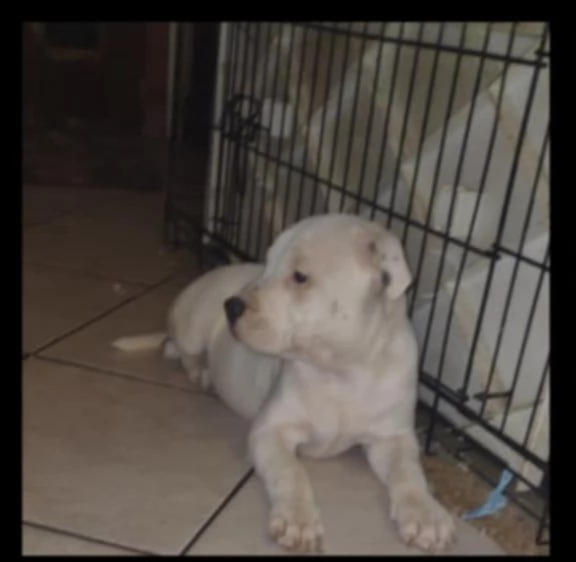 Staffordshire bull terrier 