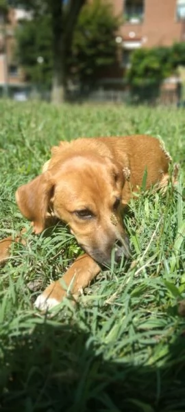 Lucky cucciolo dolcissimo