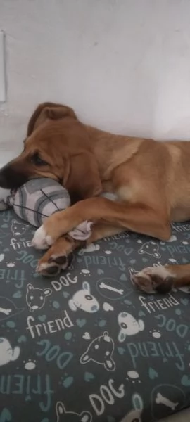 Lucky cucciolo dolcissimo | Foto 3