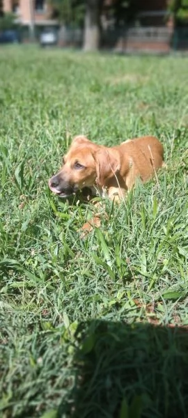 Lucky cucciolo dolcissimo | Foto 2