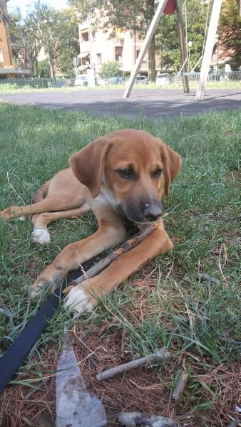 Lucky cucciolo dolcissimo | Foto 1