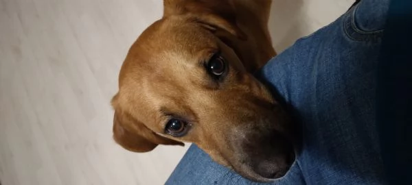 Lucky cucciolo dolcissimo | Foto 0