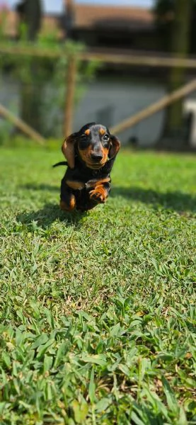 Cucciolata di Bassotto tedesco nano e kaninchen