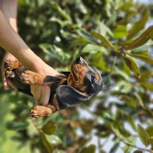 Cucciolata di Bassotto tedesco nano e kaninchen | Foto 1
