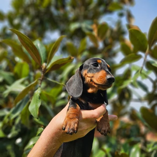 Cucciolata di Bassotto tedesco nano e kaninchen | Foto 0