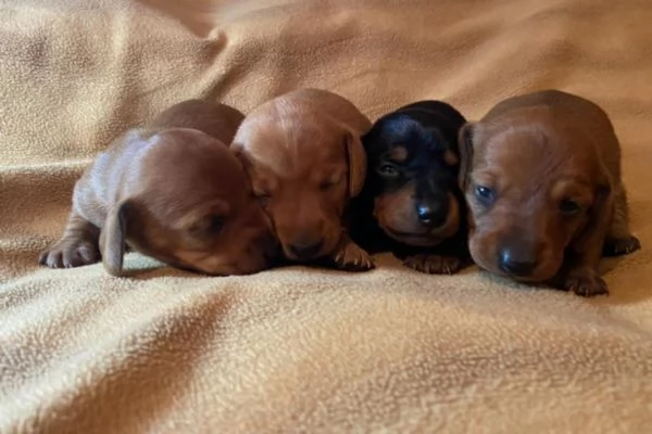 Cuccioli di Bassotto Nano o Kaninchen  | Foto 3