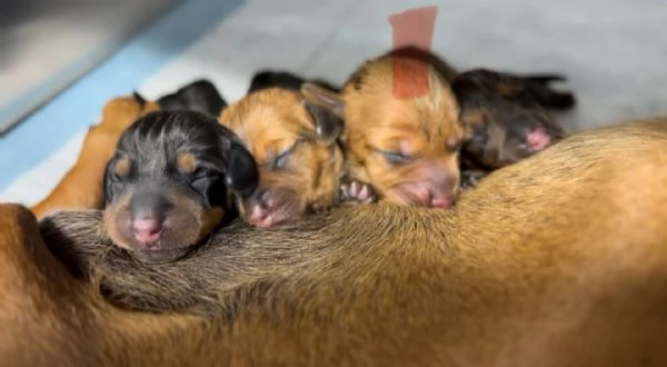 Cuccioli di Bassotto Nano o Kaninchen  | Foto 2