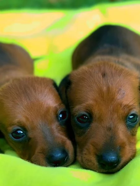 Cuccioli di Bassotto Nano o Kaninchen  | Foto 0