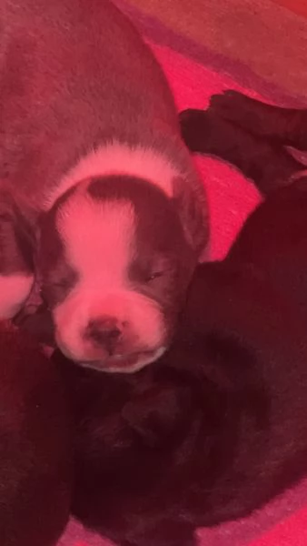 Staffordshire bull terrier | Foto 2