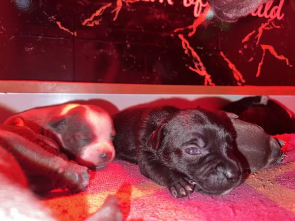 Staffordshire bull terrier | Foto 1