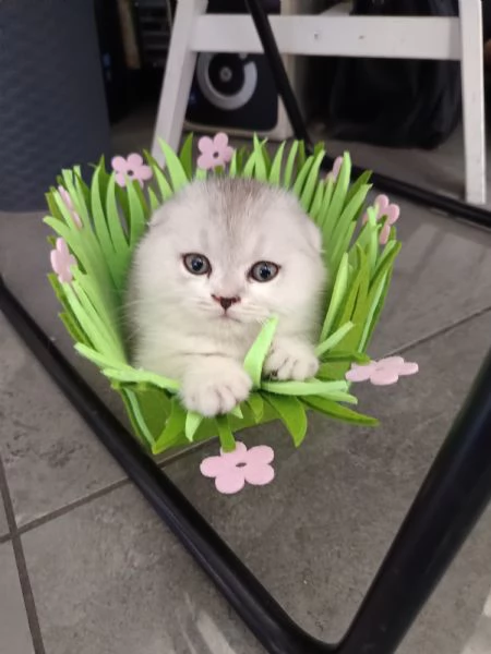 Scottish fold straight | Foto 5