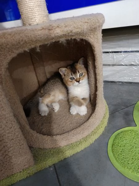 Scottish fold straight | Foto 4