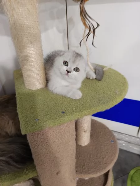 Scottish fold straight | Foto 3