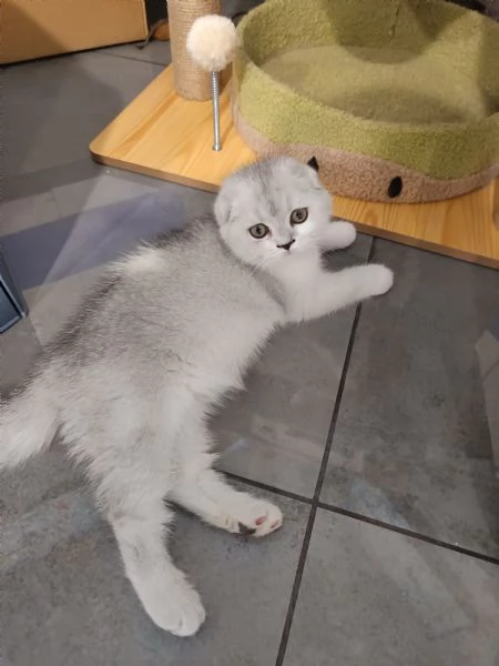 Scottish fold straight | Foto 2
