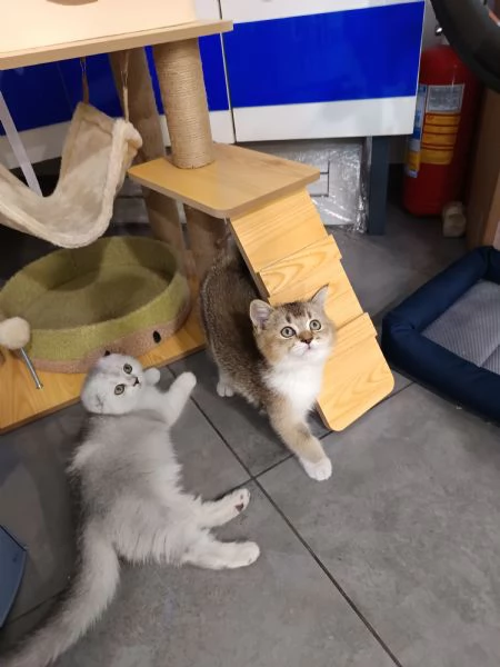Scottish fold straight | Foto 1