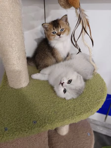 Scottish fold straight | Foto 0
