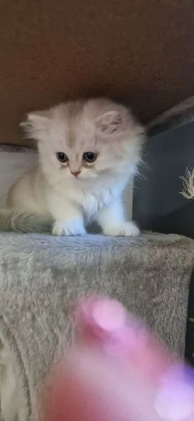 Alevamento British Longhair amatoriale | Foto 0