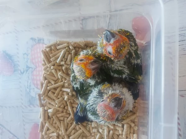 Vendita conuro del sole