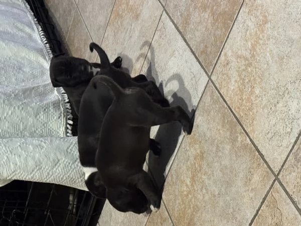 Cuccioli Pitbull | Foto 5