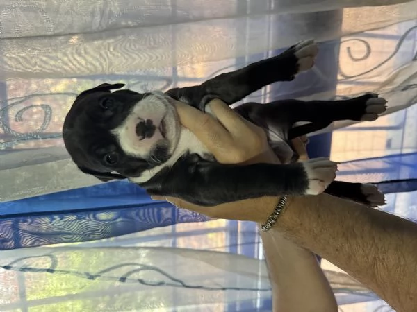 Cuccioli Pitbull | Foto 4