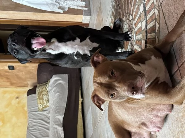 Cuccioli Pitbull | Foto 3