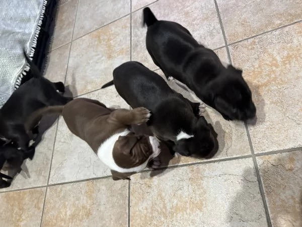 Cuccioli Pitbull | Foto 2