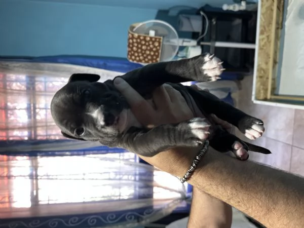 Cuccioli Pitbull | Foto 1