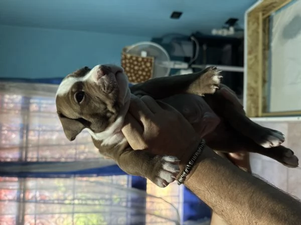 Cuccioli Pitbull | Foto 0