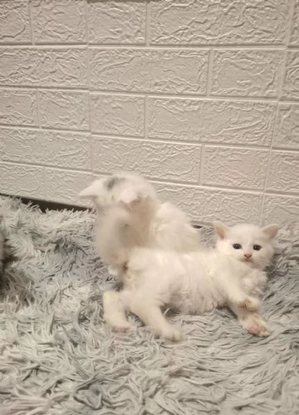 Gattini siberiani ipoallegenici  | Foto 3