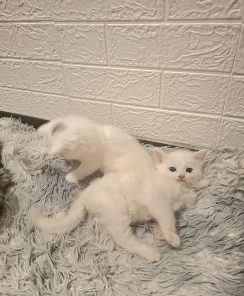 Gattini siberiani ipoallegenici  | Foto 2