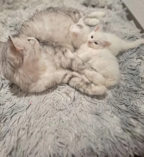 Gattini siberiani ipoallegenici  | Foto 1