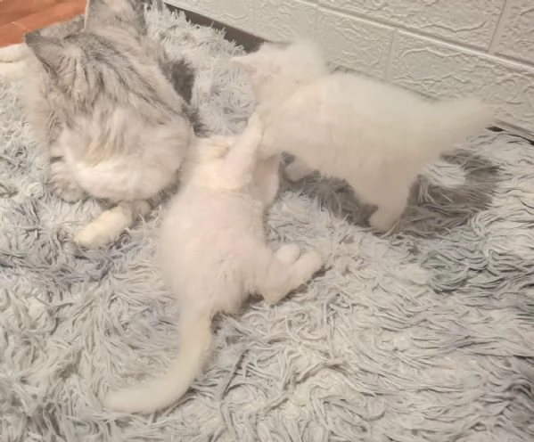 Gattini siberiani ipoallegenici  | Foto 0