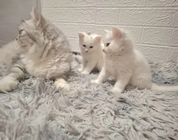 Gattini siberiani ipoallegenici 