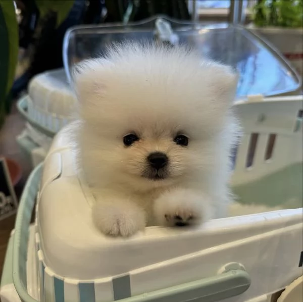 Bellissimi cuccioli di Pomerania Volpino | Foto 3