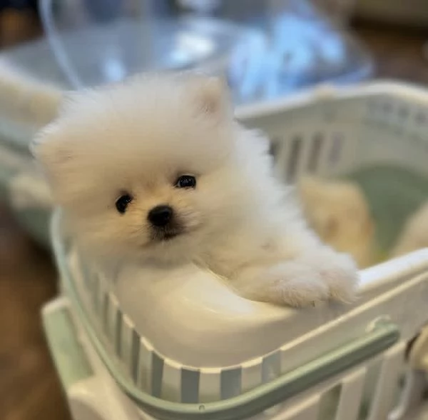 Bellissimi cuccioli di Pomerania Volpino | Foto 2